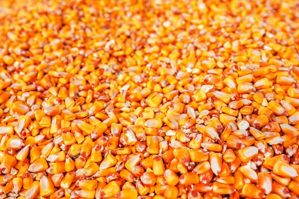 Heap of harvested corn kernels — Stock Photo, Image