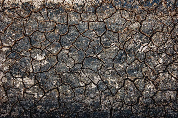 Mudcrack Textur von oben — Stockfoto