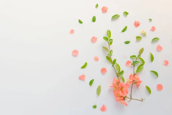 Espinhoso selvagem rosa flor decoração flat lay — Fotografia de Stock