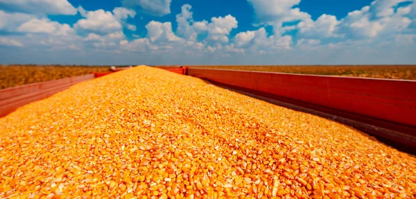 拖拉机拖车收获玉米籽粒堆 — 图库照片