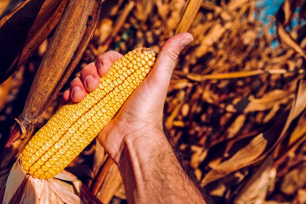 Hand plukken maïs cobs in veld — Stockfoto