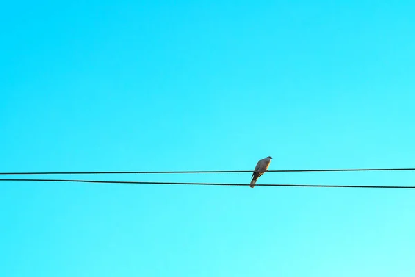 Dove on electrical wire — Stock Photo, Image