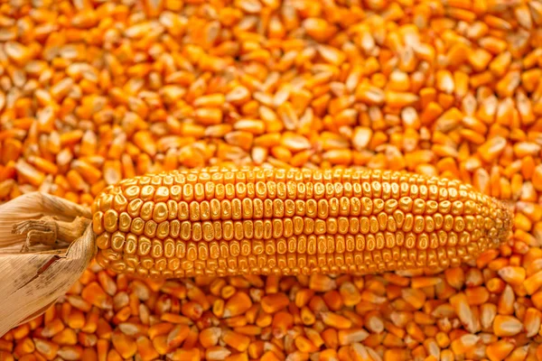 Maïskolf met gouden zaad kernels, conceptuele afbeelding — Stockfoto