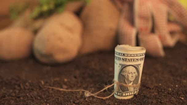 Att Göra Vinst Från Ekologisk Odling Potatis Rulle Amerikanska Dollarsedlar — Stockvideo