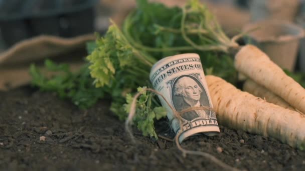 Profitant Agriculture Biologique Persil Récolté Persil Raciné Avec Rouleau Billets — Video