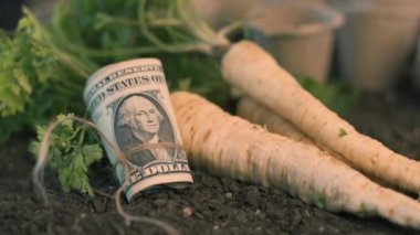 Organik maydanoz yetiştiriciliğinden kar elde etmek, bahçe toprağında Amerikan doları banknotlarla hasat edilmiş köklü maydanoz