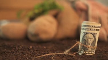 Patatesorganik tarım kar yapma, arka planda patates yumru ile bahçe topraklarında Amerikan doları banknotlar rulo