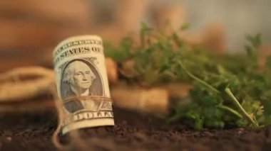 Organik maydanoz yetiştiriciliğinden kar elde etmek, bahçe toprağında Amerikan doları banknotlarla hasat edilmiş köklü maydanoz