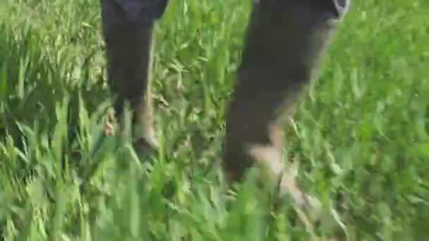 Farmer Rubber Boots Walking Wheatgrass Field Close Male Feet Wellington — Stock Video