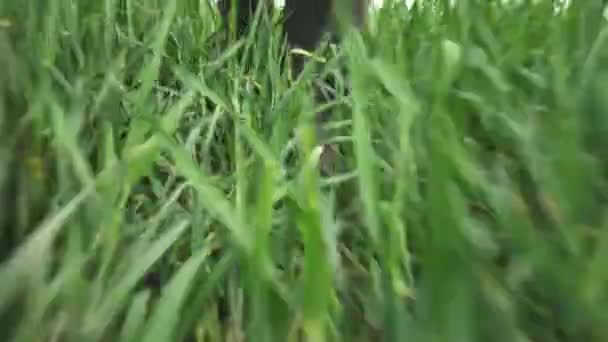 Fermier en bottes en caoutchouc marchant dans le champ de blé herbe, gros plan des pieds masculins en bottes wellington, des images de poche 