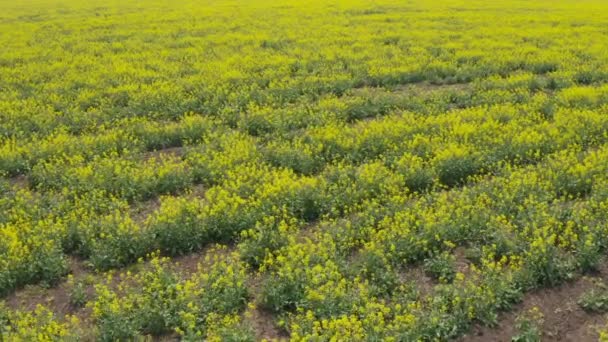 干ばつ季と乾燥した気候による貧しい状態でのキャノーラ菜種畑の航空写真 — ストック動画