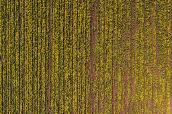 Vue aérienne du champ de colza de canola en mauvais état — Photo