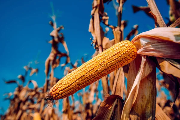 Corn in field — Stock Photo, Image