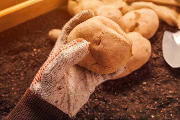 Bauer pflückt Kartoffelknolle von einem Haufen frisch geernteten Rhizo — Stockfoto