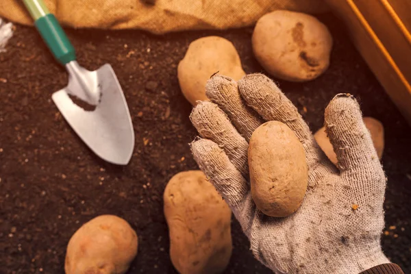 Çiftçi taze hasat rizo yığınından patates yumru toplama — Stok fotoğraf