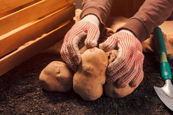 Agricultor orgulhoso exploração colhida tubérculo de batata orgânica nas mãos — Fotografia de Stock
