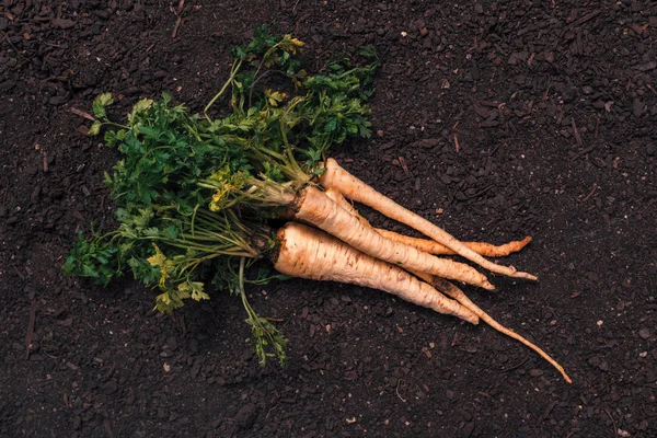 Biologisch peterselie teelt concept met vers geoogste wortel — Stockfoto