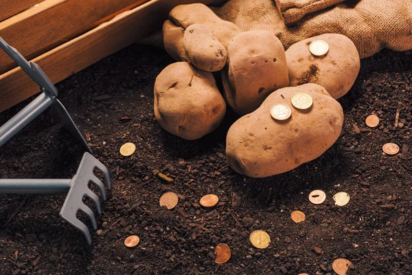 Получение прибыли от органического выращивания картофеля — стоковое фото