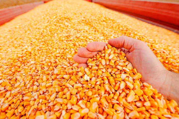 Farmer handful of harvested corn kernels — Stock Photo, Image