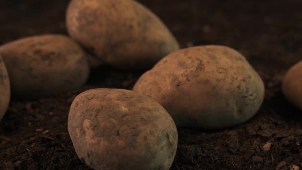 Boer Plukken Aardappelknollen Van Stapel Dolly Schot Close Van Hand — Stockvideo