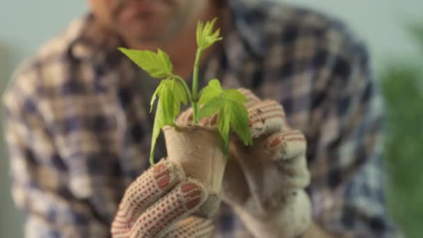 Agricultor Examinando Planta Que Crece Olla Turba Primer Plano Del — Vídeos de Stock