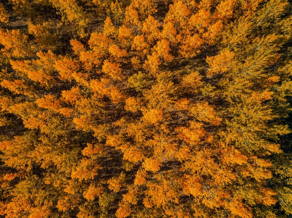 Luftaufnahme des schönen Waldes im Herbst — Stockfoto