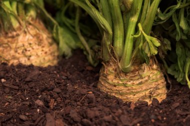 Celeriac or celery root in ground in vegetable garden clipart