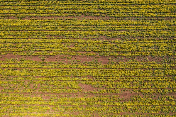 Vista aérea del campo de colza de canola en mal estado — Foto de Stock