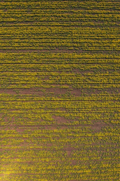 Вид с воздуха на рапсовое поле канолы в плохом состоянии — стоковое фото