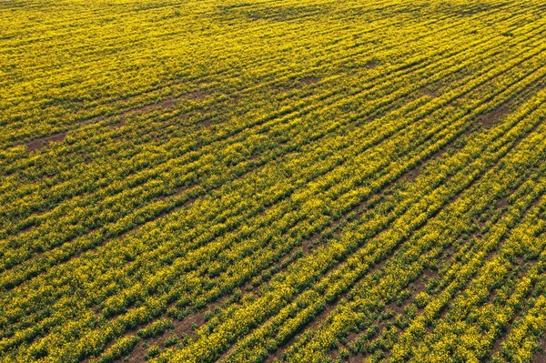 Vista aérea del campo de colza de canola en mal estado — Foto de Stock