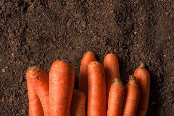 Zanahoria orgánica de cosecha propia en el suelo — Foto de Stock