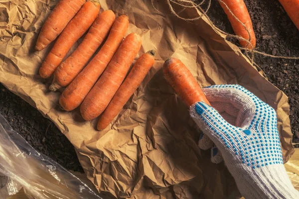 Agricultor que prepara cenouras biológicas para o mercado agrícola — Fotografia de Stock