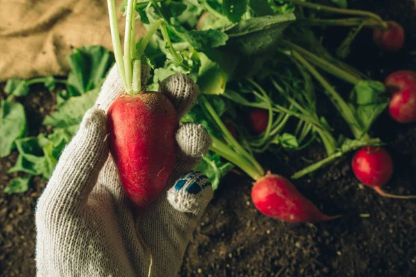 Farmer holding harvested radish, close up of hand — Stock Photo, Image