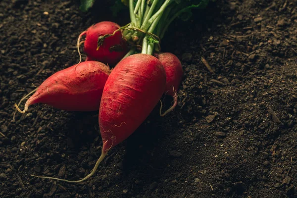 Harvested garden radishes on soil — Stock Photo, Image