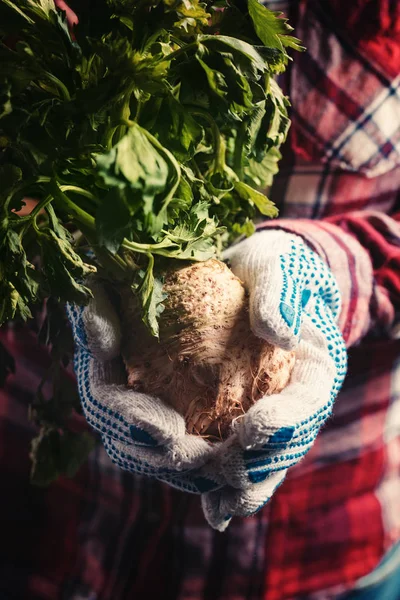 Zemědělec držící sklízený celer — Stock fotografie