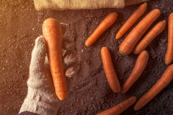 Farmer holding harvested carrot, close up of hand — Stock Photo, Image