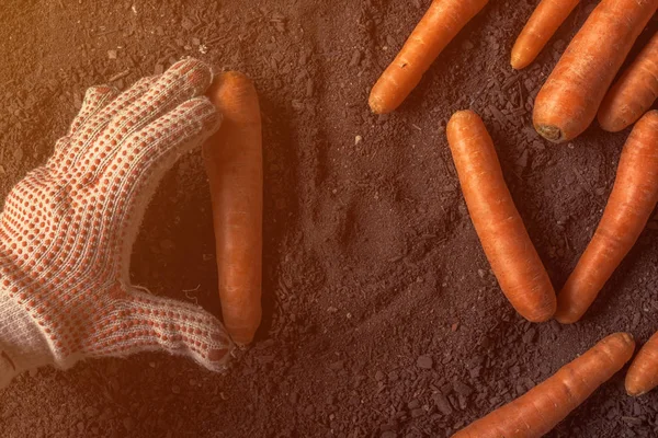 Agricoltore che alleva carote raccolte, primo piano — Foto Stock