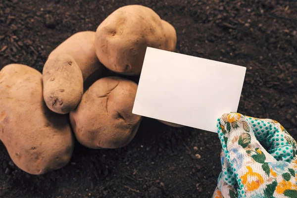 Agricultor de batata orgânica segurando cartão de visita em branco simular — Fotografia de Stock