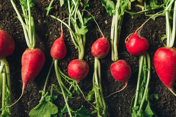 Red garden radishes on ground after harvest — Stock Photo, Image