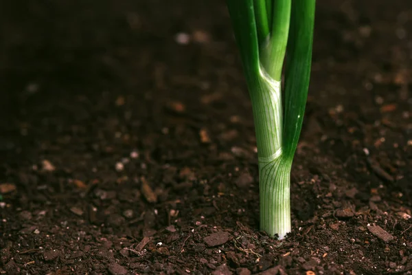 Cebula Wiosenna lub scallion w ogrodzie warzywnym — Zdjęcie stockowe