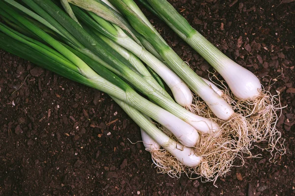 Spring onion or scallion in vegetable garden — Stock Photo, Image