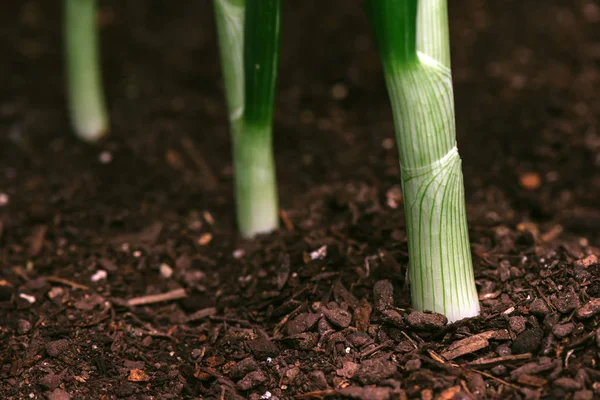 Jarní cibule nebo Skallion v zeleninové zahradě — Stock fotografie