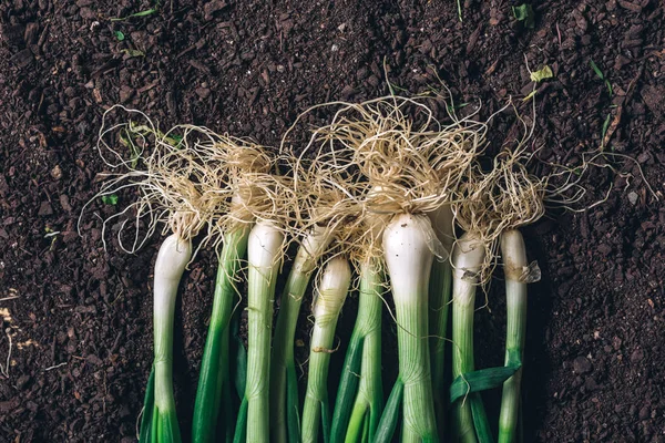 Musim semi bawang atau kerang di tanah kebun, pandangan atas — Stok Foto