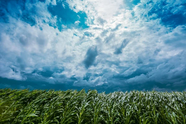 Tempesta di vento nel campo delle colture di mais — Foto Stock