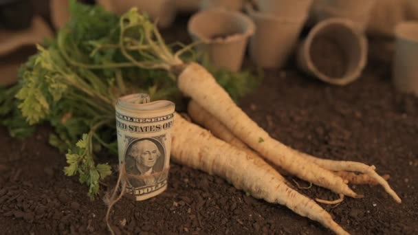 Making Profit Organic Parsley Farming Harvested Rooted Parsley Roll Dollar — Stock Video