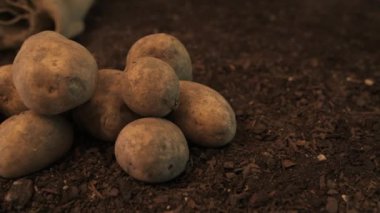 Sebze bahçesi toprakta hasat organik patates yumrular, yere yığılmış rizom yakın, dolly atış
