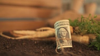Organik maydanoz yetiştiriciliğinden kar elde etmek, bahçe toprağında Amerikan doları banknotlarla hasat edilmiş köklü maydanoz, el görüntüleri