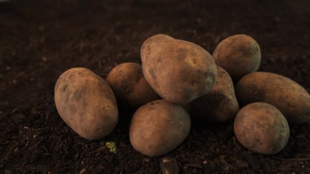 Geoogst Biologische Aardappelknollen Groentetuin Grond Close Van Opgestapeld Wortelstok Grond — Stockvideo