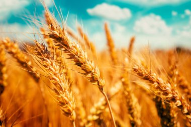 Arka planda gökyüzü ve bulutlar ile mükemmel arpa alanı