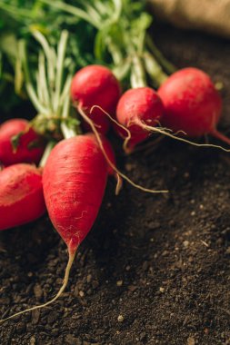 Toprakta hasat bahçe turpları